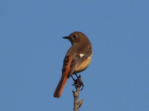 Daurian Redstart